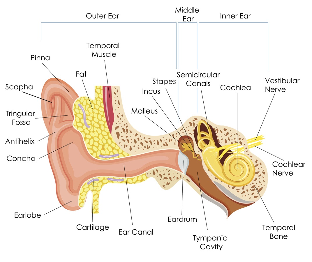 How does the inner ear affect equilibrium?